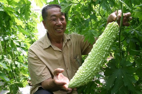 贵州安顺市加快推进蔬菜产业发展
