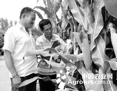 缅甸玉米加工技术