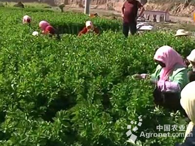 大红袍萝卜种植技术视频
