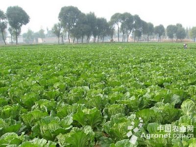 贵州镇远：马铃薯秧苗移栽原原种繁育成果喜人