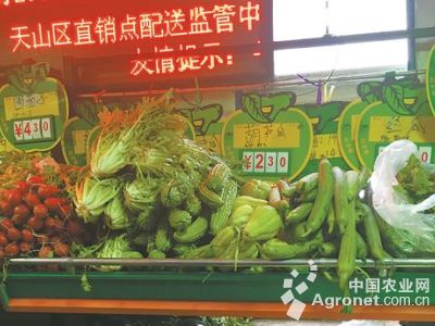 辣菜疙瘩种植产量