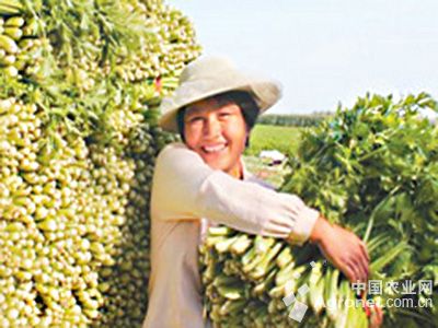 漳浦大葱种植技术