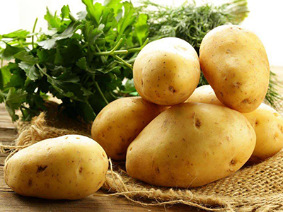高产土豆新品种
