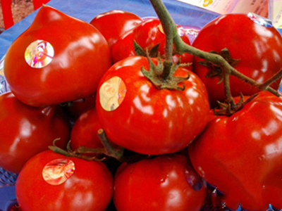 欧宝西红柿种植技术