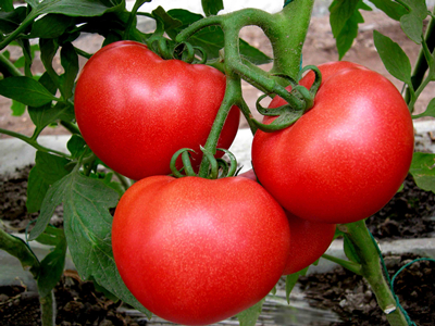 河北大红番茄种子价格