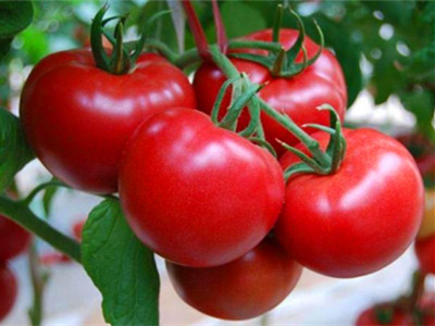 超越西红柿施肥技术