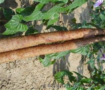 双季红薯品种介绍