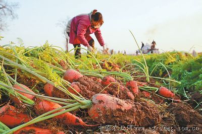 红叶莴笋种子公司