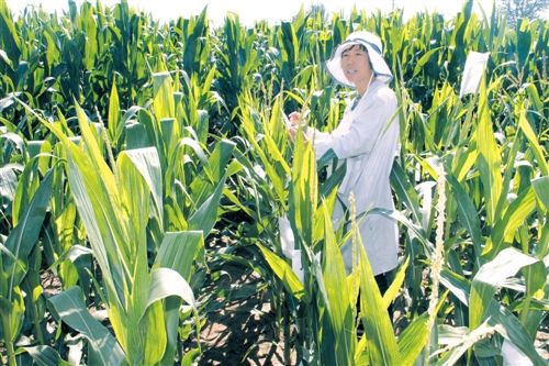 玉米免耕施肥播种机