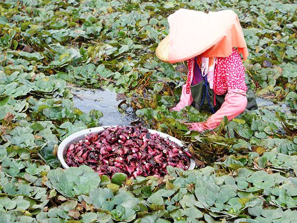 浙江象山：毛竹林下养出“大球盖菇”每亩多挣5万元