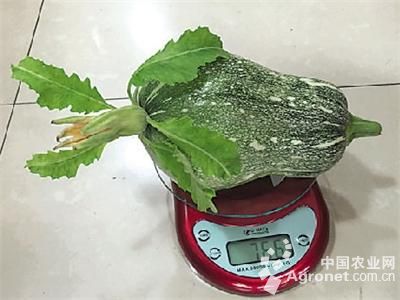 黄花菜种子多少钱一斤