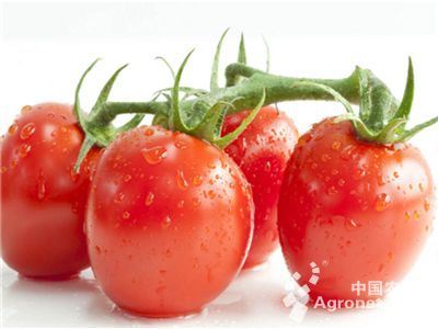 长茄优良品种