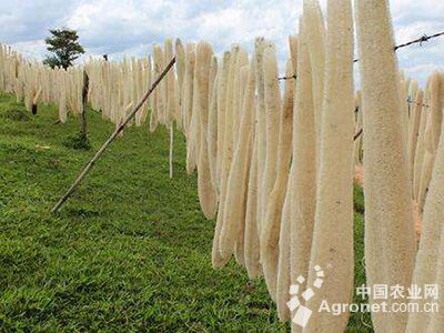 大青豆种植技术