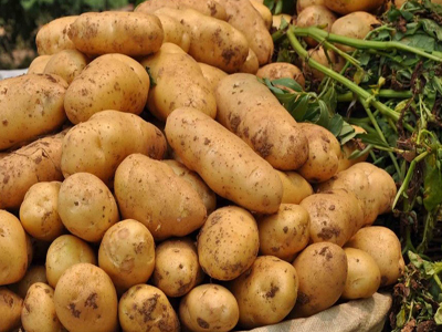青薯7号土豆贮藏方法