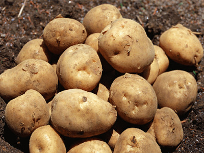 龙九红薯种植技术
