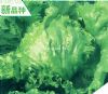 供应三季卡卢玛——生菜种子