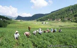 供应大量高山辣椒