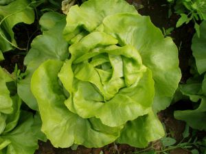 供应法国奶油生菜—散叶生菜种子