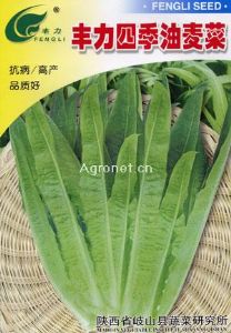 供应丰力四季油麦菜—莴苣种子