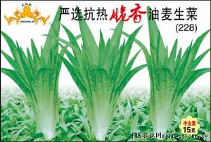 供应严选抗热脆香油麦生菜（228）—莴苣种子