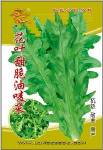 供应花叶甜脆油麦菜——油麦菜种子