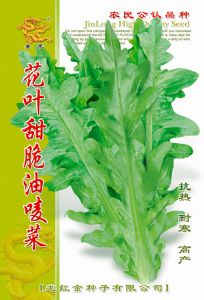 供应花叶油麦菜