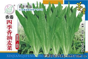 供应四季香油麦菜—莴苣种子