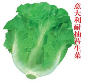 供应意大利耐抽苔生菜—其他种子