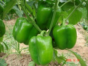 供应圆椒—优质蔬菜