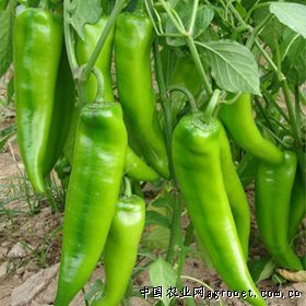 供应辣椒—优质蔬菜