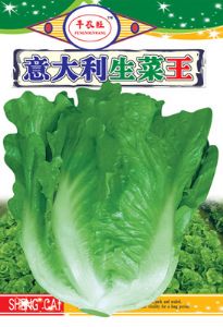 供应意大利生菜王—生菜种子