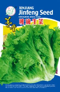 供应玻璃生菜——生菜种子