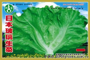 供应日本玻璃生菜—生菜种子