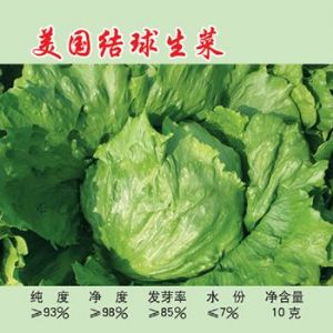 供应结球生菜—莴苣种子