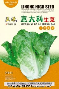 供应意大利生菜（462）—生菜种子