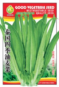 供应泰国四季油麦菜