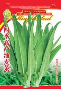 供应四季高产油麦菜