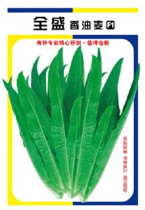 供应全盛香油麦菜—油菜种子