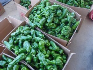 供应优质辣椒—优质蔬菜