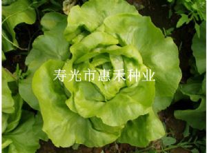 供应奶油生菜—生菜种子