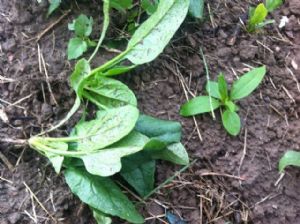 百亩小叶本菠菜大量上市中